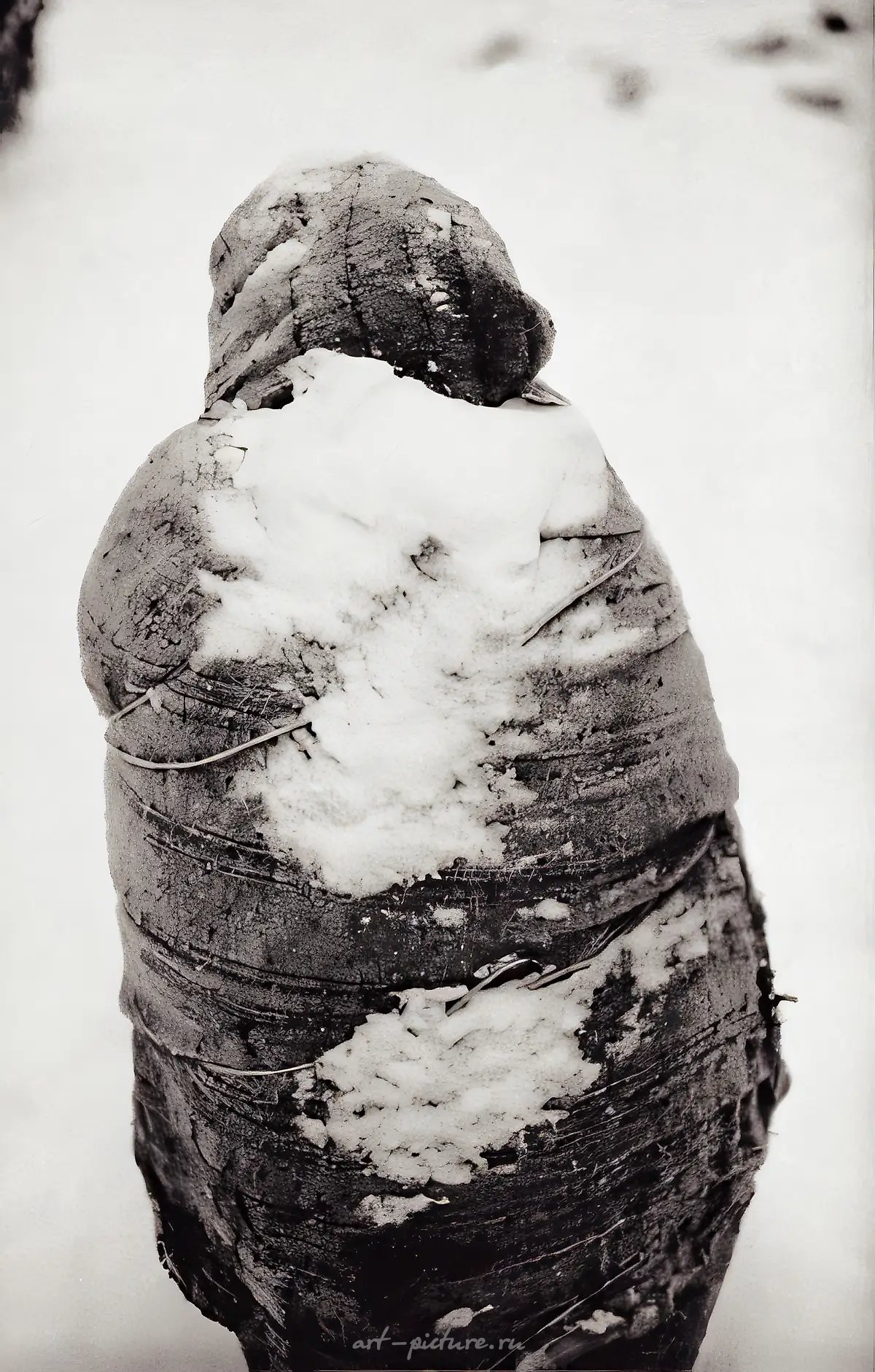 из "Рыбаки-Растения", 2000,  ,